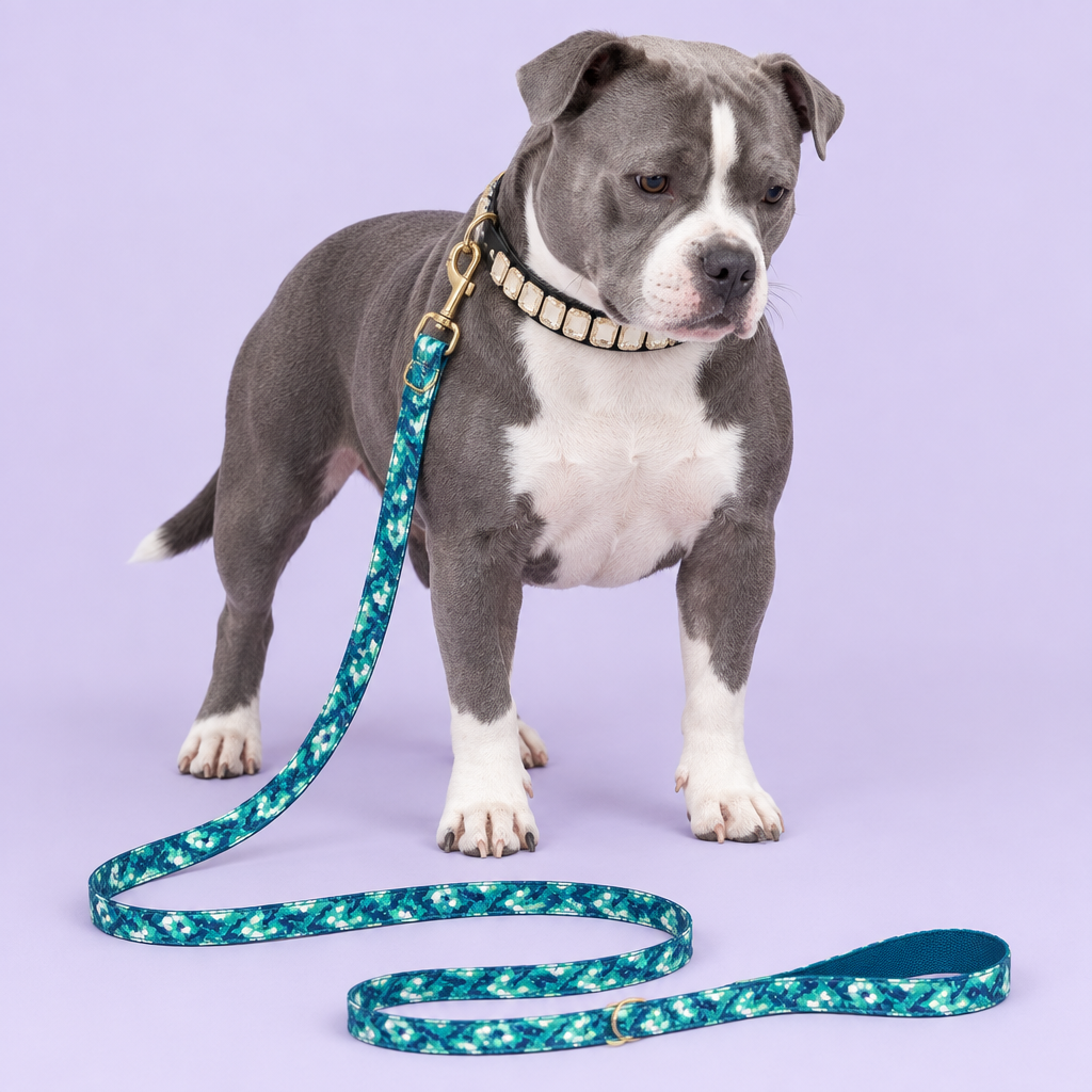 Miniature bully with opal collar and teal floral leash