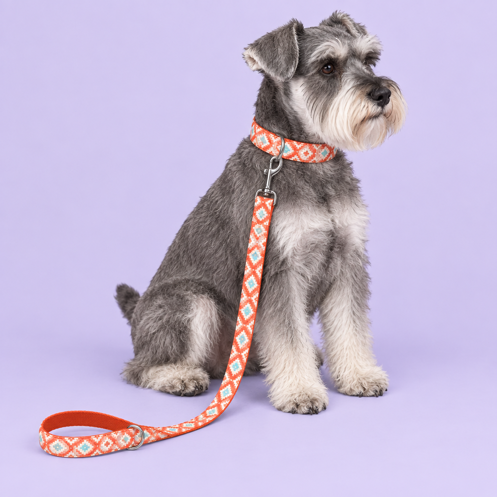 Miniature schnauzer wearing the corrected collar and leash