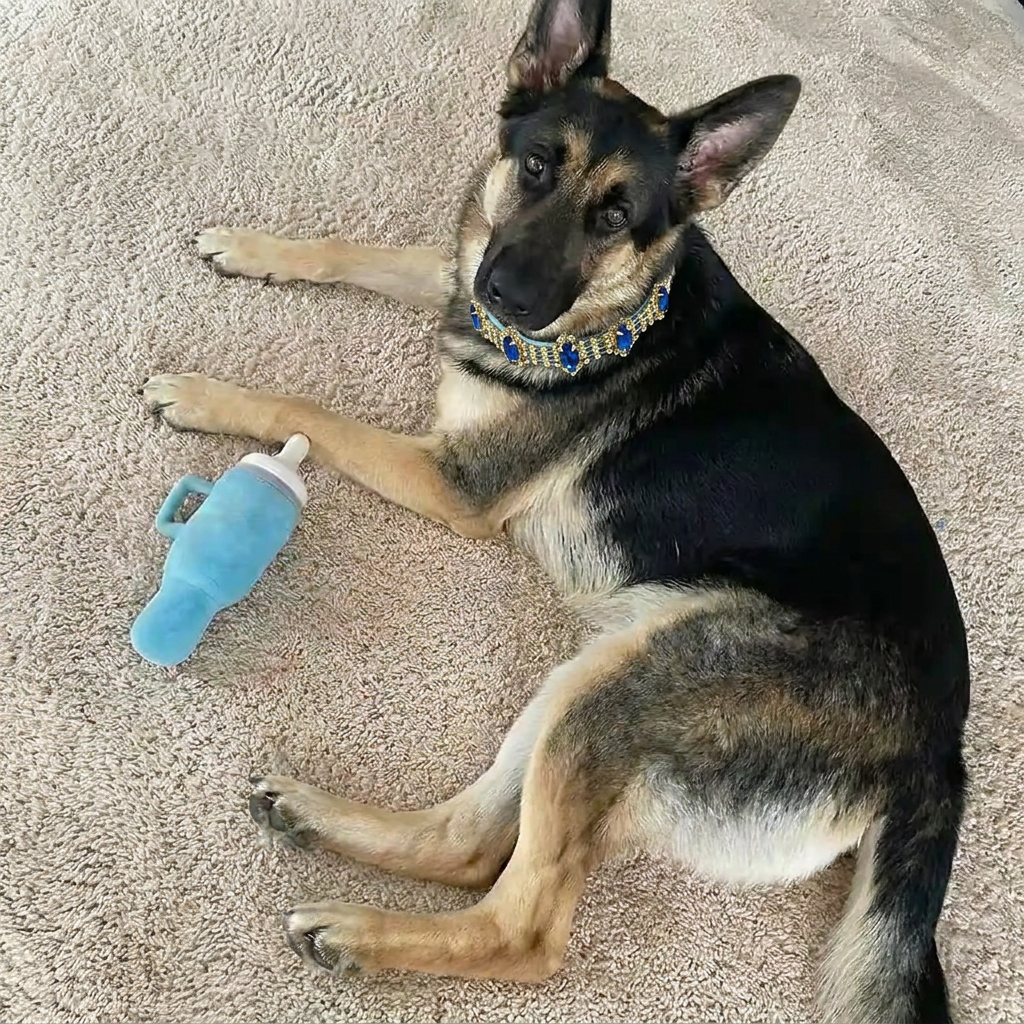 Minimal collar edit of original German Shepherd photograph