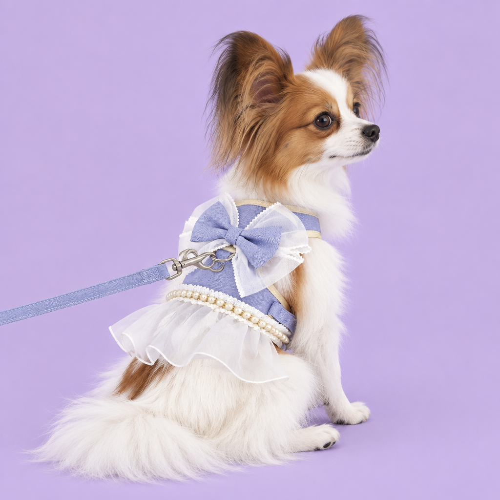 Papillon in blue ruffled harness on lavender