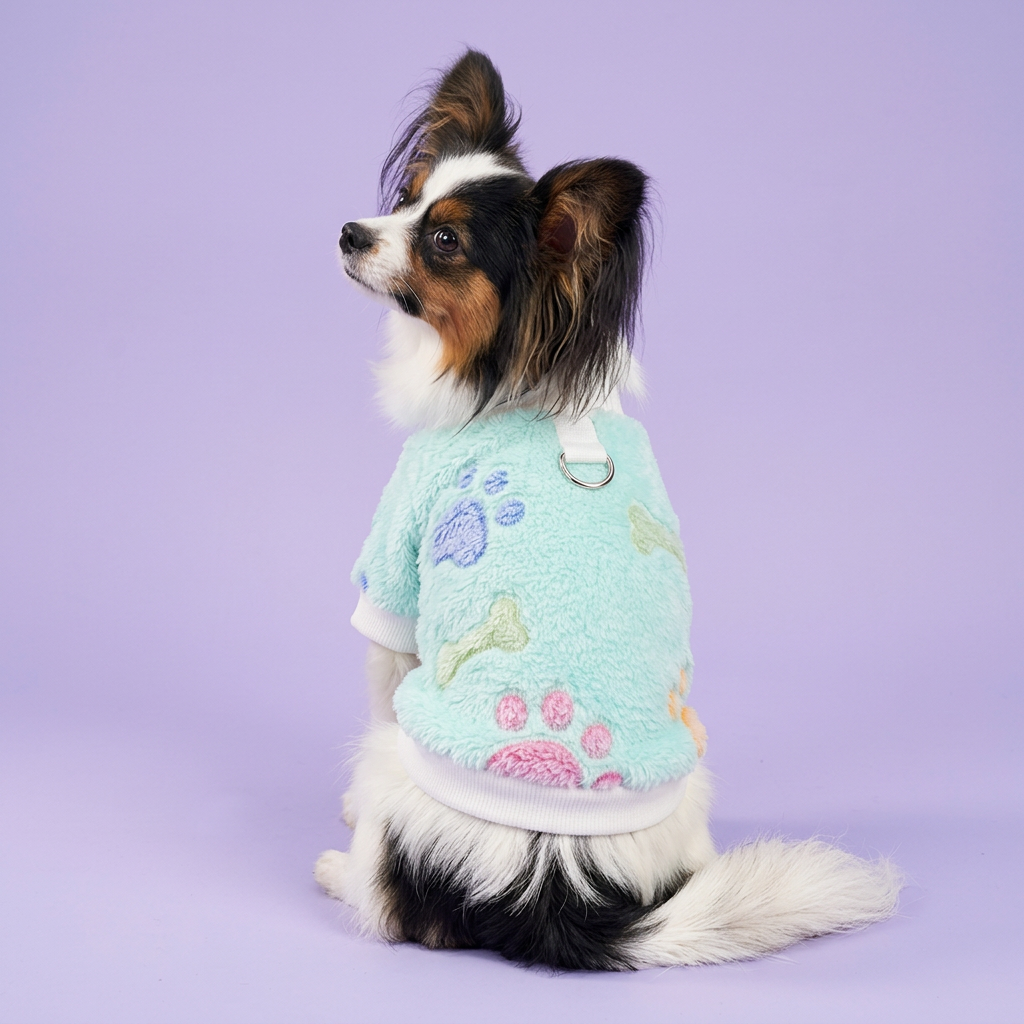 Papillon in the mint paw-print sweater