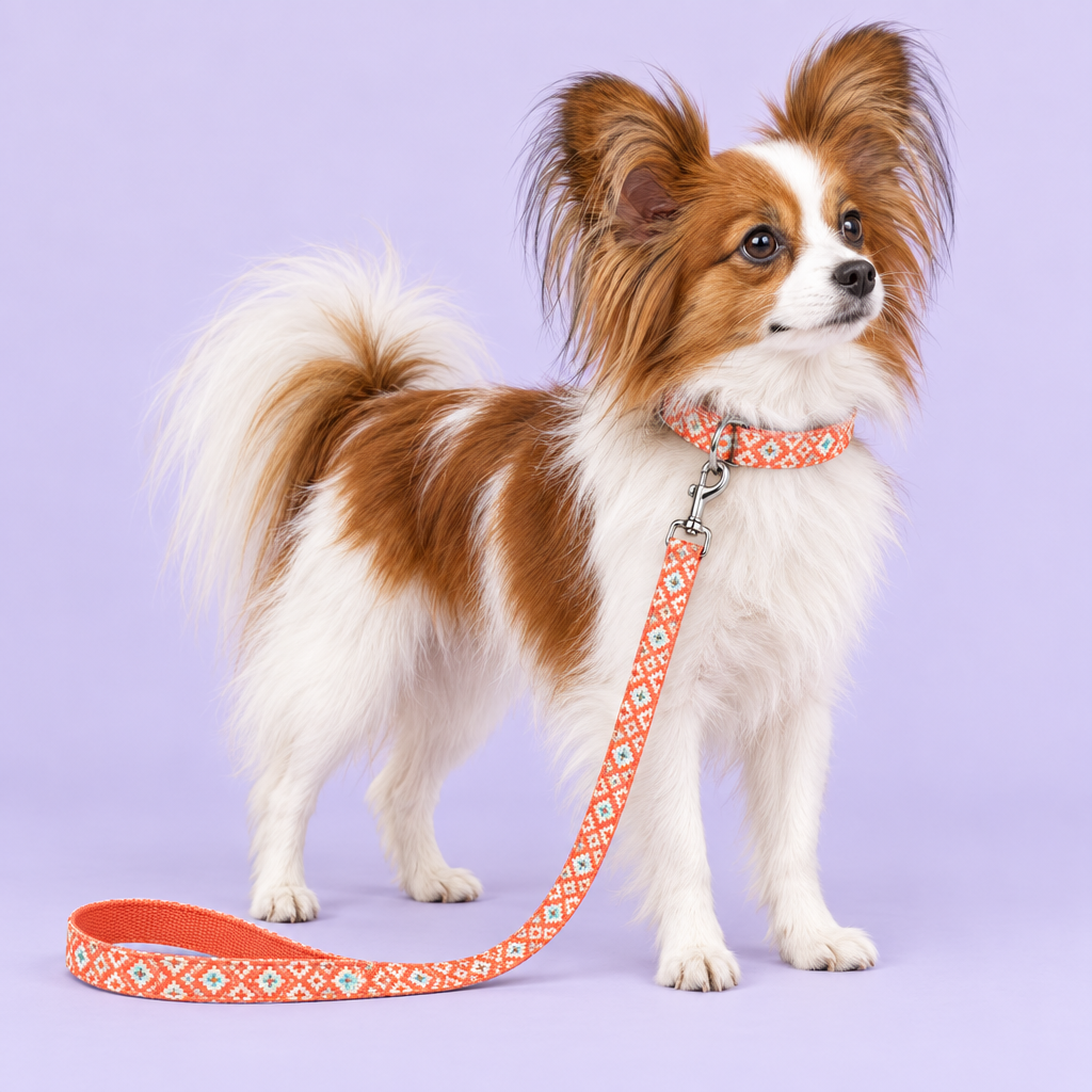 Papillon wearing the corrected geometric collar and leash