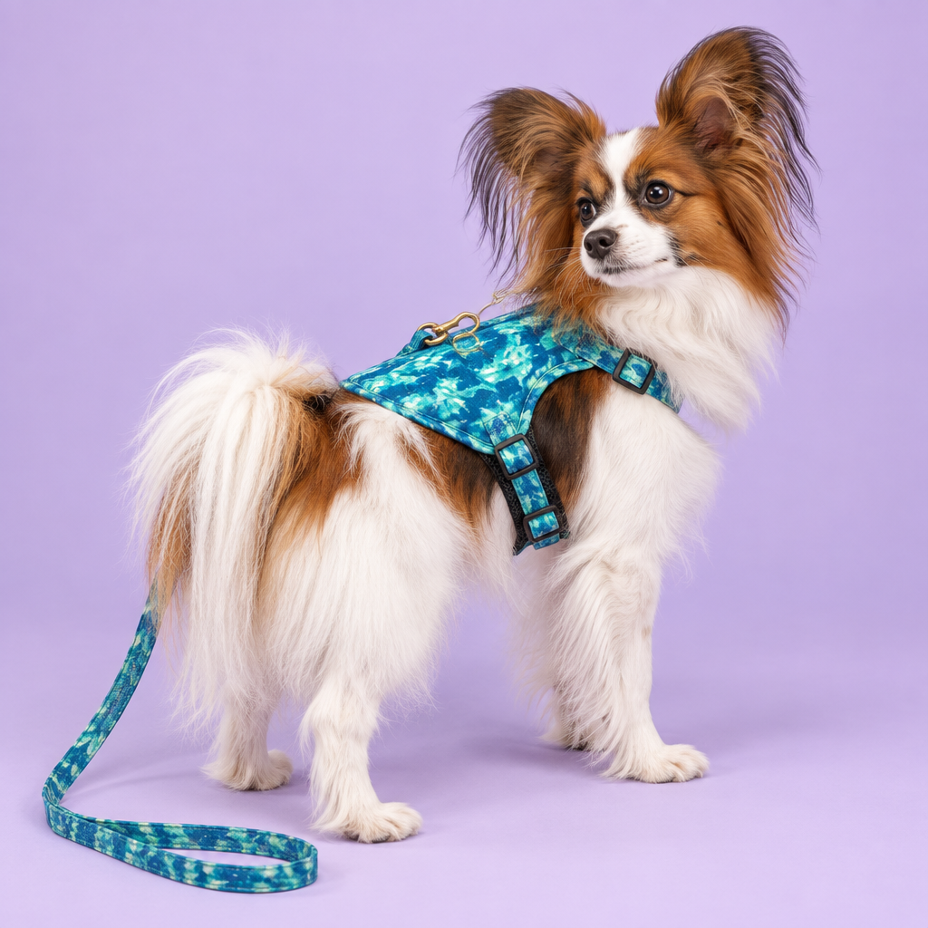Papillon wearing the teal patterned back-panel harness and leash