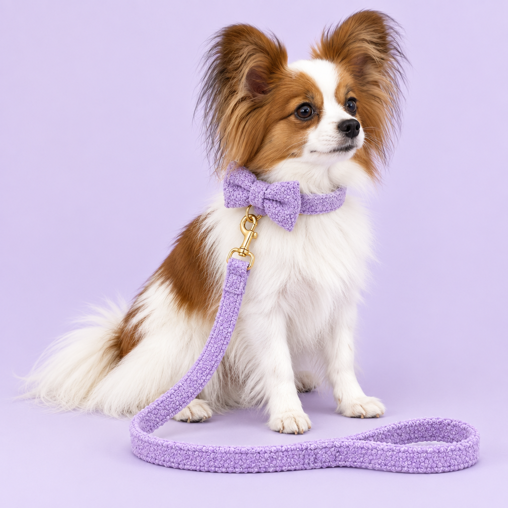 Papillon with side-positioned purple teddy-fleece bow tie and leash