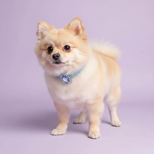 Cream Pomeranian standing in three-quarter view and facing camera wearing a blue glitter rhinestone collar with oval blue crystal pendant, luxury bling dog collar for small breeds on lavender background