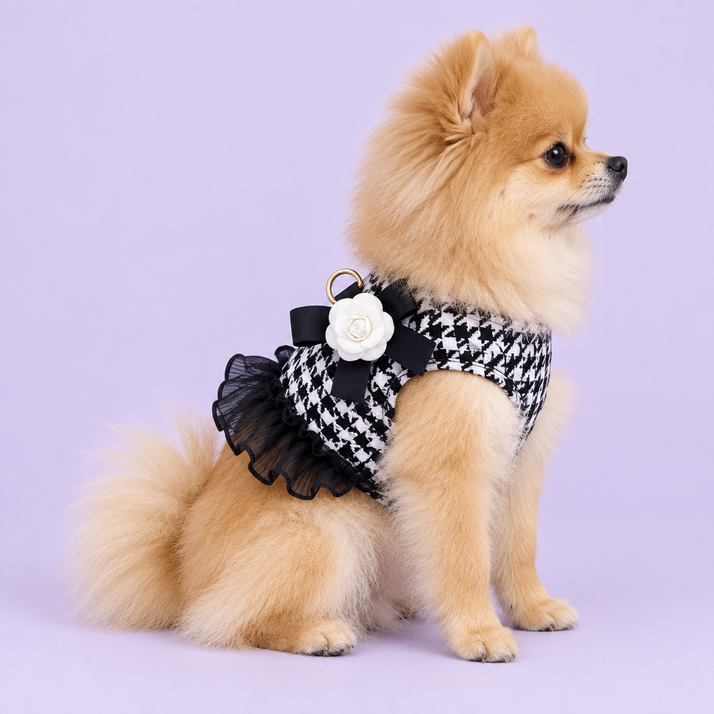 Pomeranian wearing houndstooth harness without leash