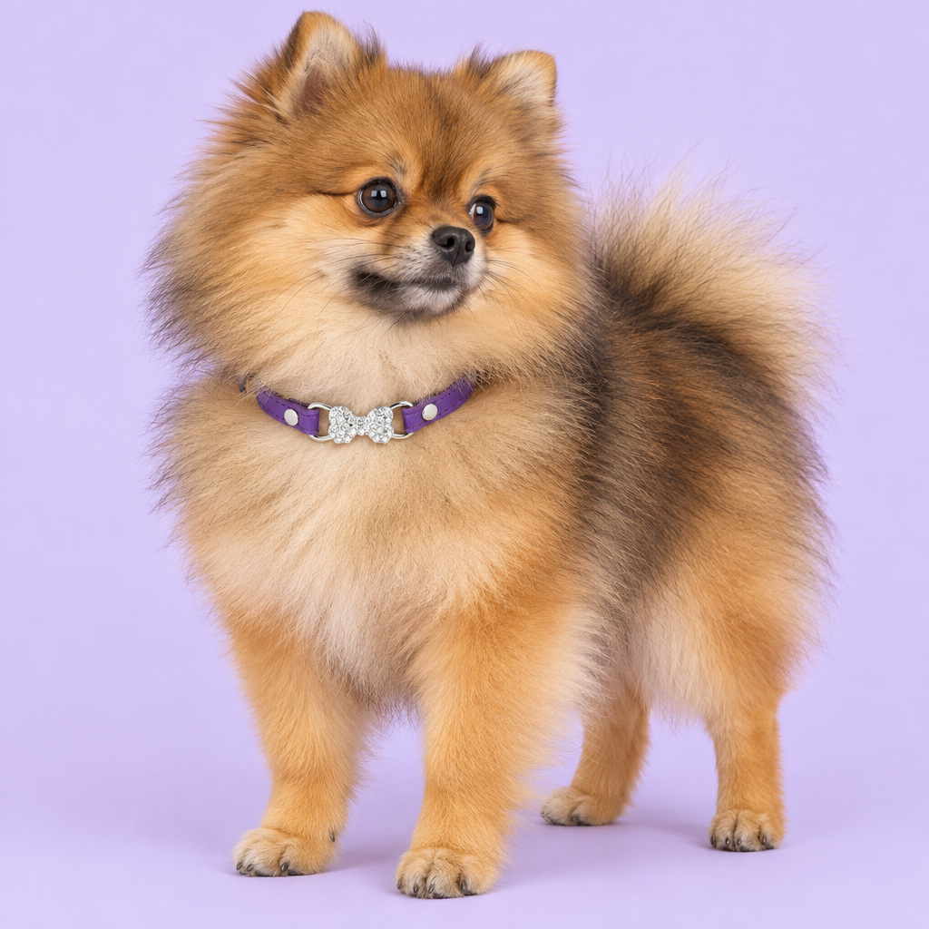 Pomeranian with purple collar