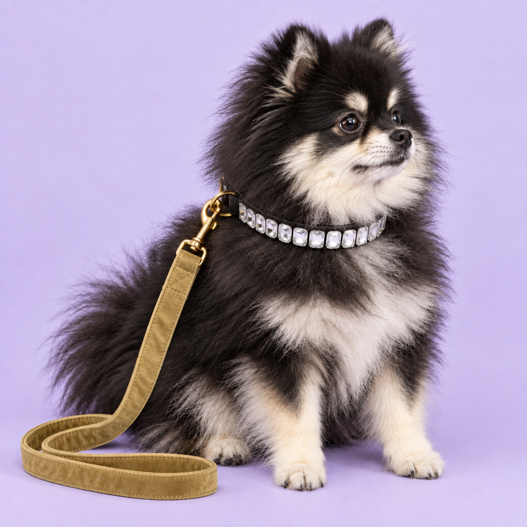 Pomeranian with updated yellow velvet leash