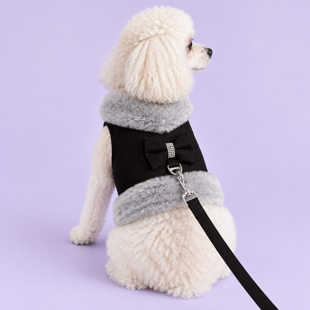 Poodle in black harness