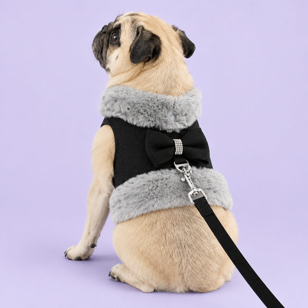 Pug in black harness