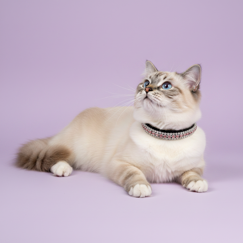 Blue-eyed seal point Ragdoll cat lying down and gazing upward wearing a black velvet triple-row pink crystal rhinestone collar, luxury rhinestone cat collar on lavender background