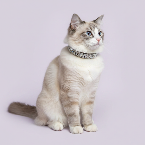 Blue-eyed seal lynx point Ragdoll cat sitting tall and gazing upward wearing a black velvet triple-row clear crystal rhinestone collar, luxury rhinestone cat collar on lavender background