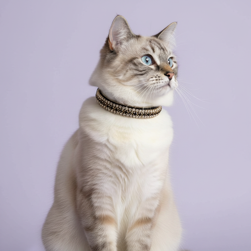 Blue-eyed seal lynx point Ragdoll cat sitting tall and gazing upward wearing a black velvet triple-row champagne gold crystal rhinestone collar, luxury rhinestone cat collar on lavender background
