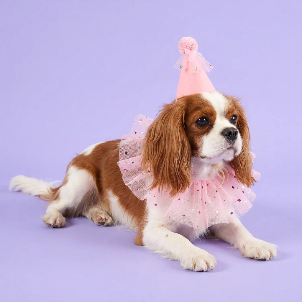 Red-and-white Cavalier resting in the pink star party set