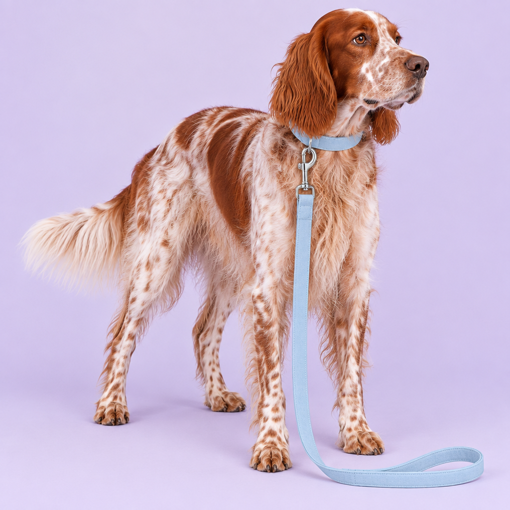Red-and-white setter wearing light blue suede-look collar and leash