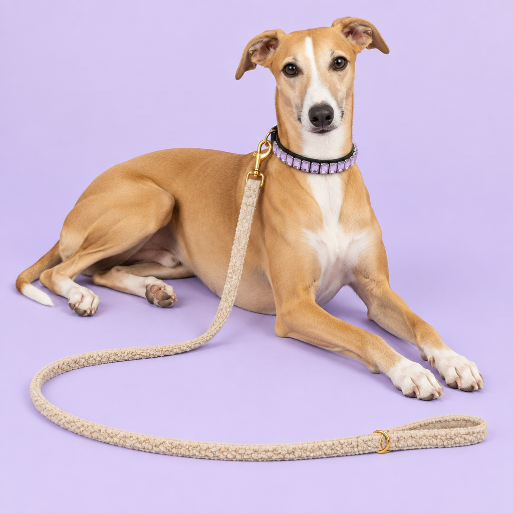 Revised Whippet with lavender crystal collar and 59-inch beige leash
