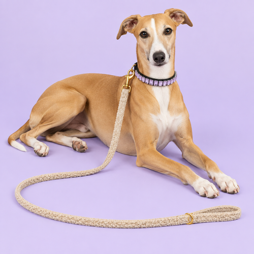 Revised Whippet with lavender crystal collar and 59-inch beige leash