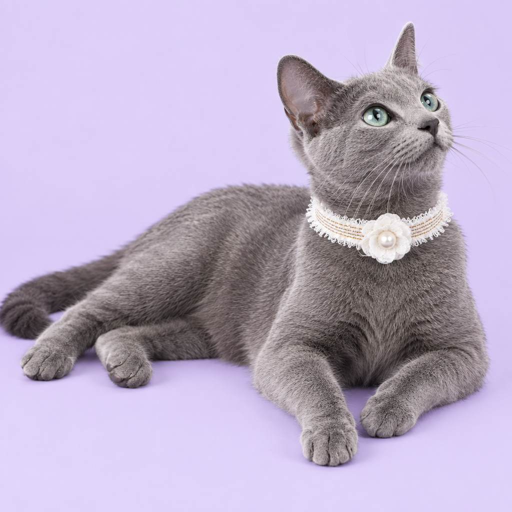 Russian Blue reclining