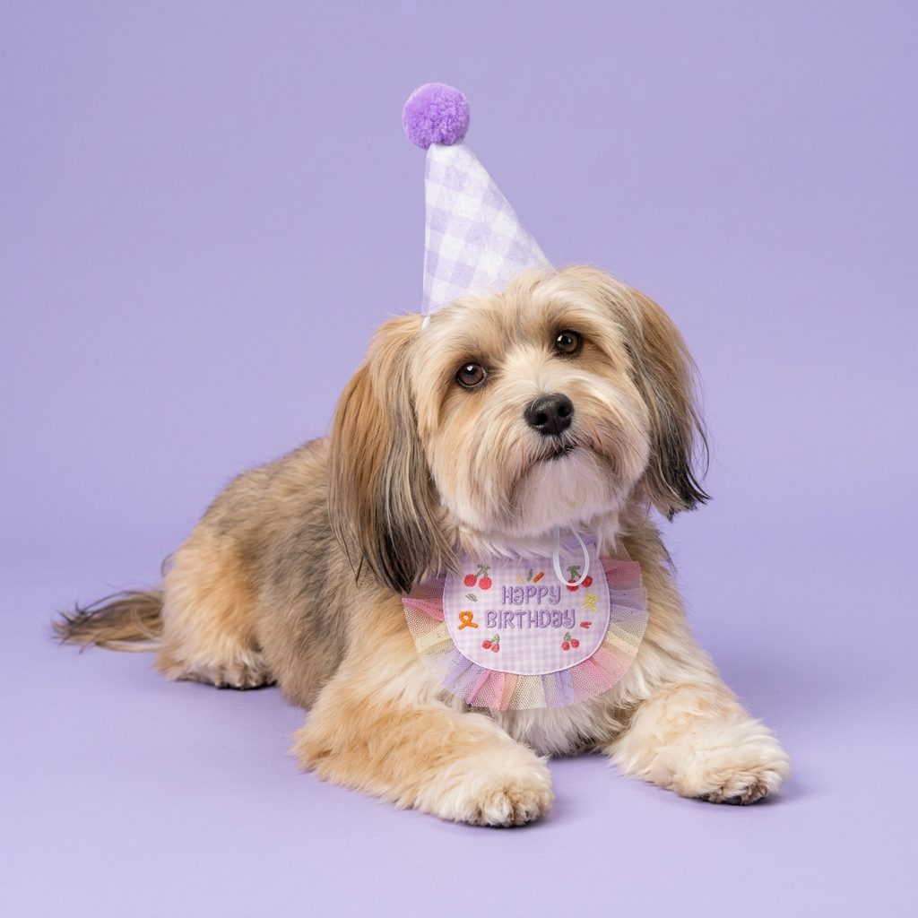 Sable-and-white Havanese resting in the lavender birthday set