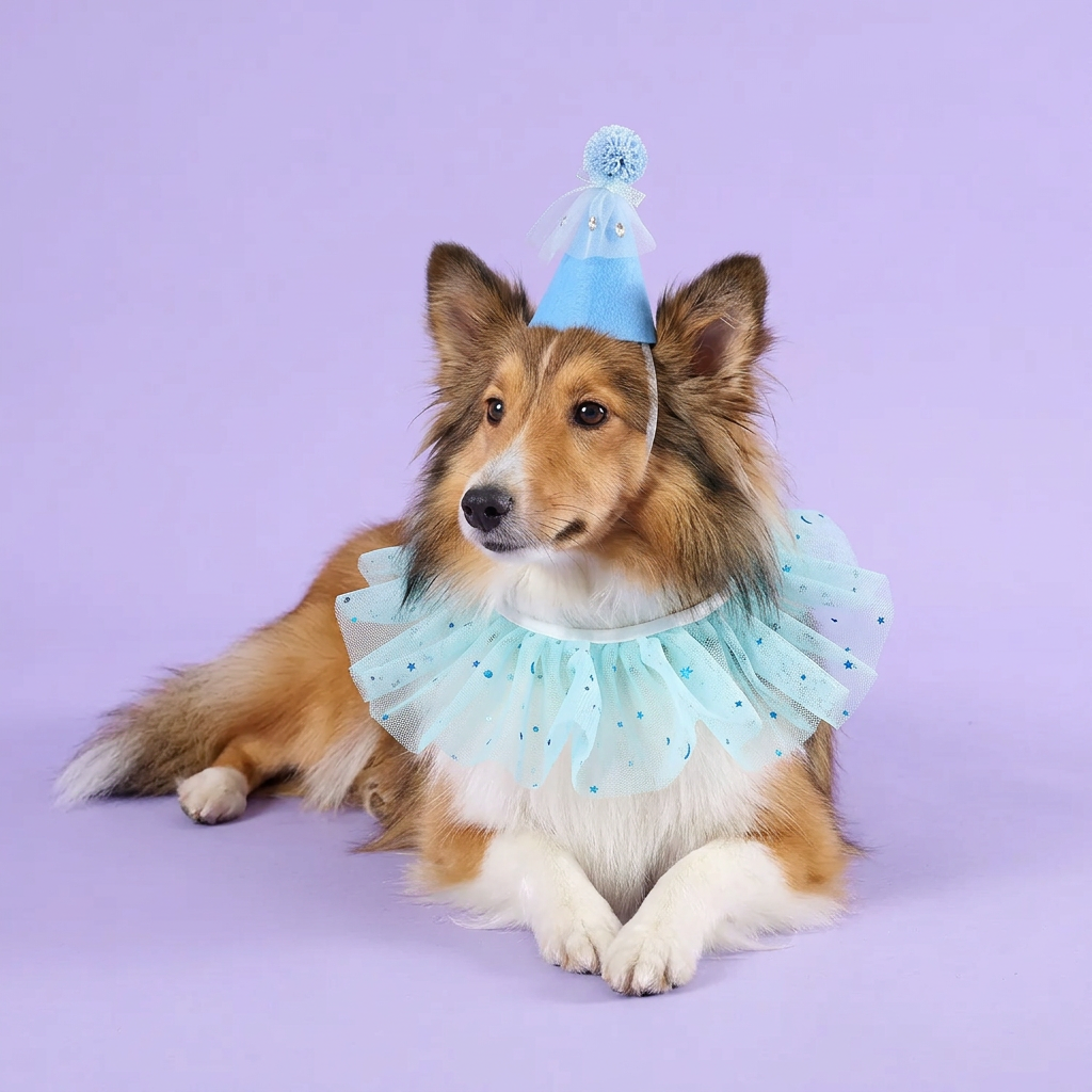 Sable-and-white Sheltie reclining in the aqua party set