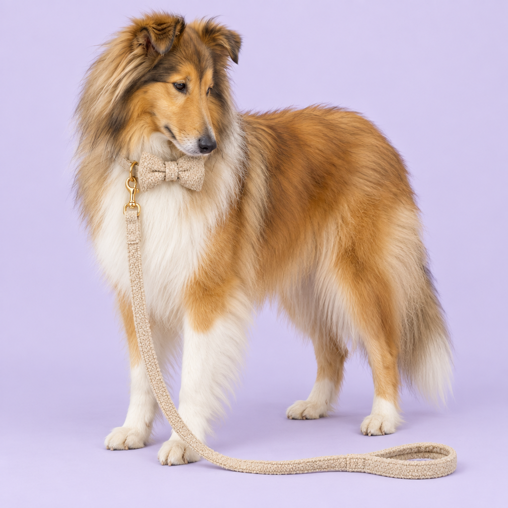 Sable collie wearing beige teddy fleece bow set