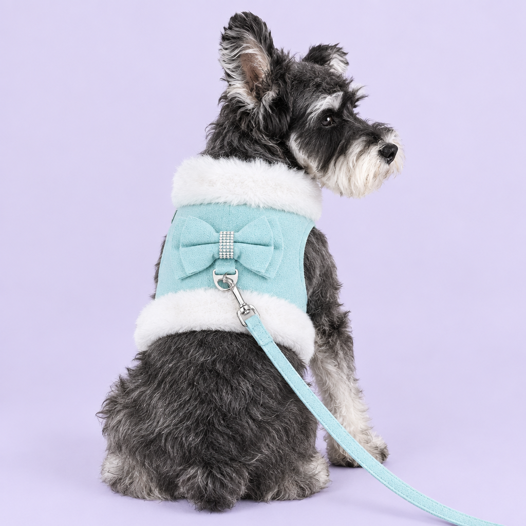Schnauzer in aqua harness