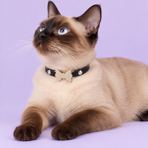 Seal-point cat reclining