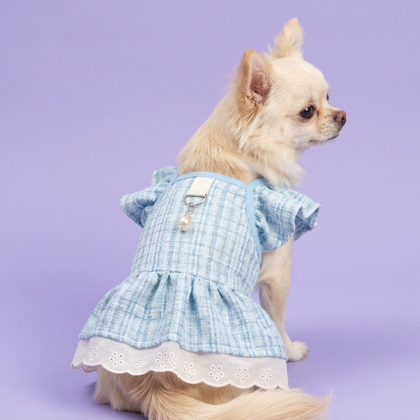 Seated Chihuahua in the blue dress