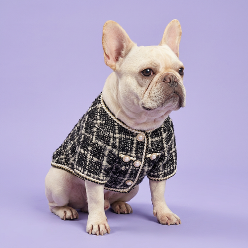 Seated French bulldog wearing the tweed jacket