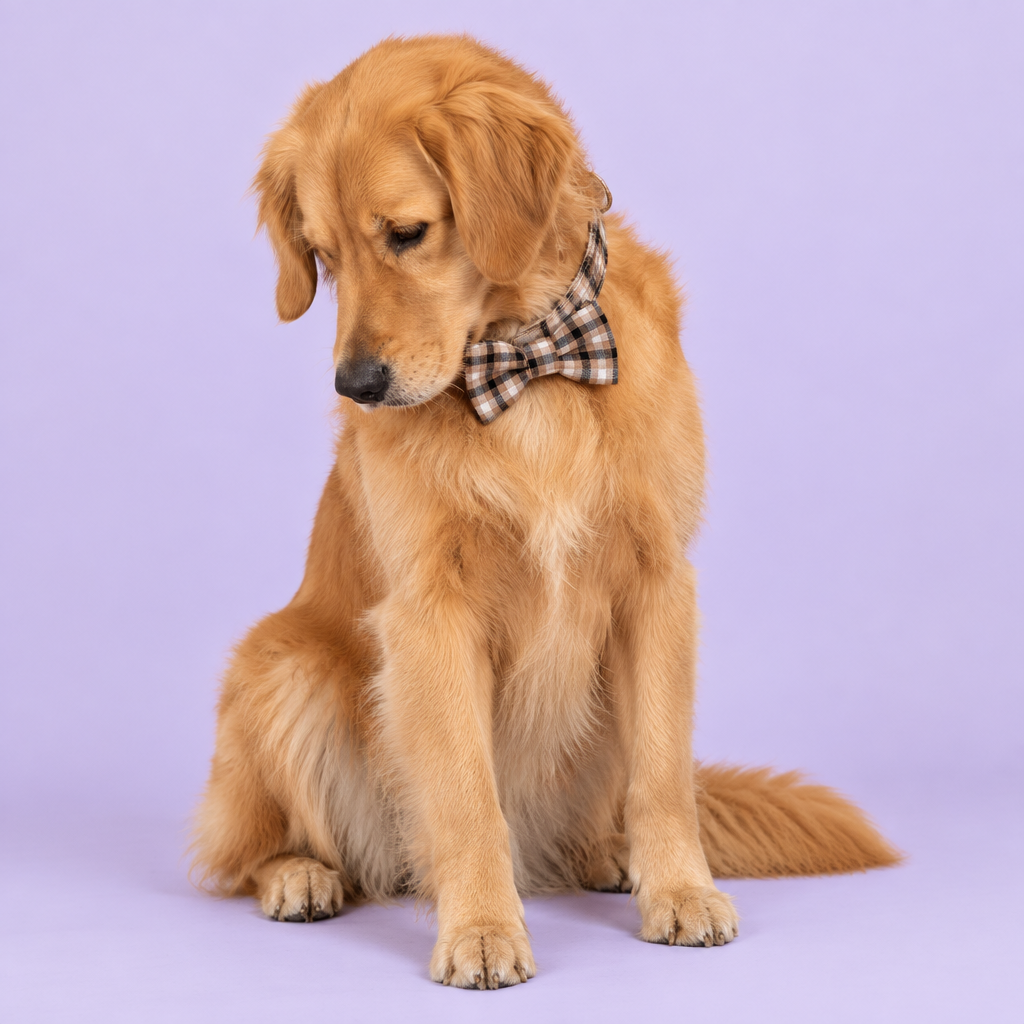 Seated golden retriever