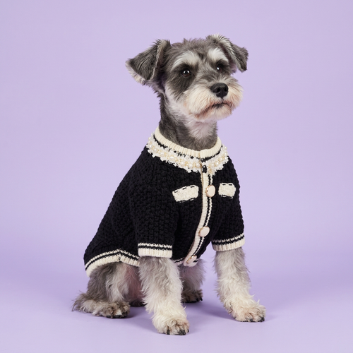 Seated schnauzer wearing the black cardigan