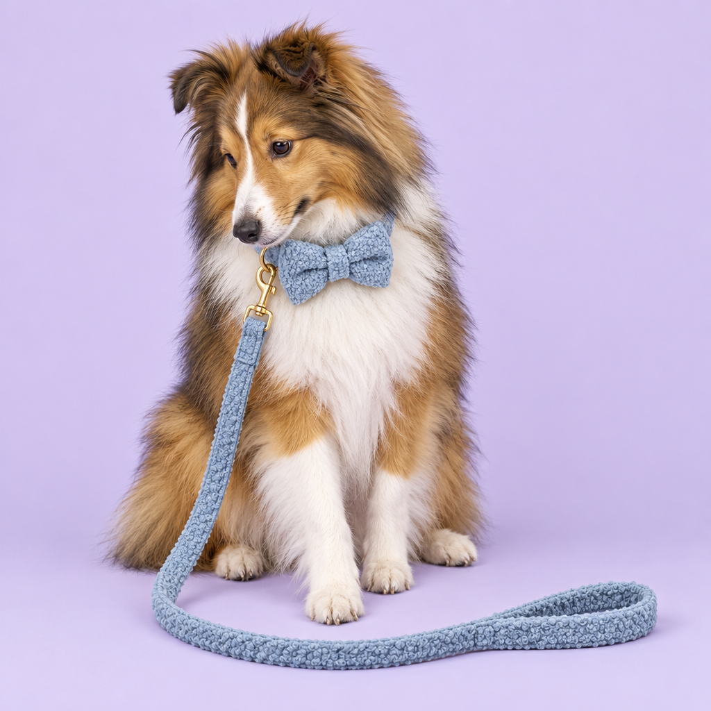 Sheltie in blue teddy-fleece bow-tie set