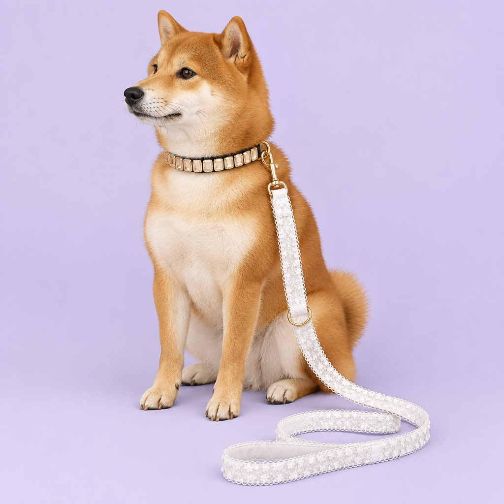 Shiba Inu with opal collar and white lace leash