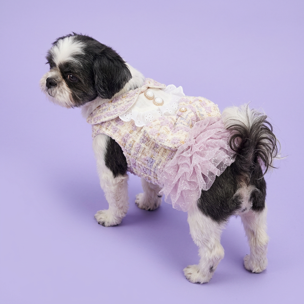 Shih Tzu in the lilac tweed dress