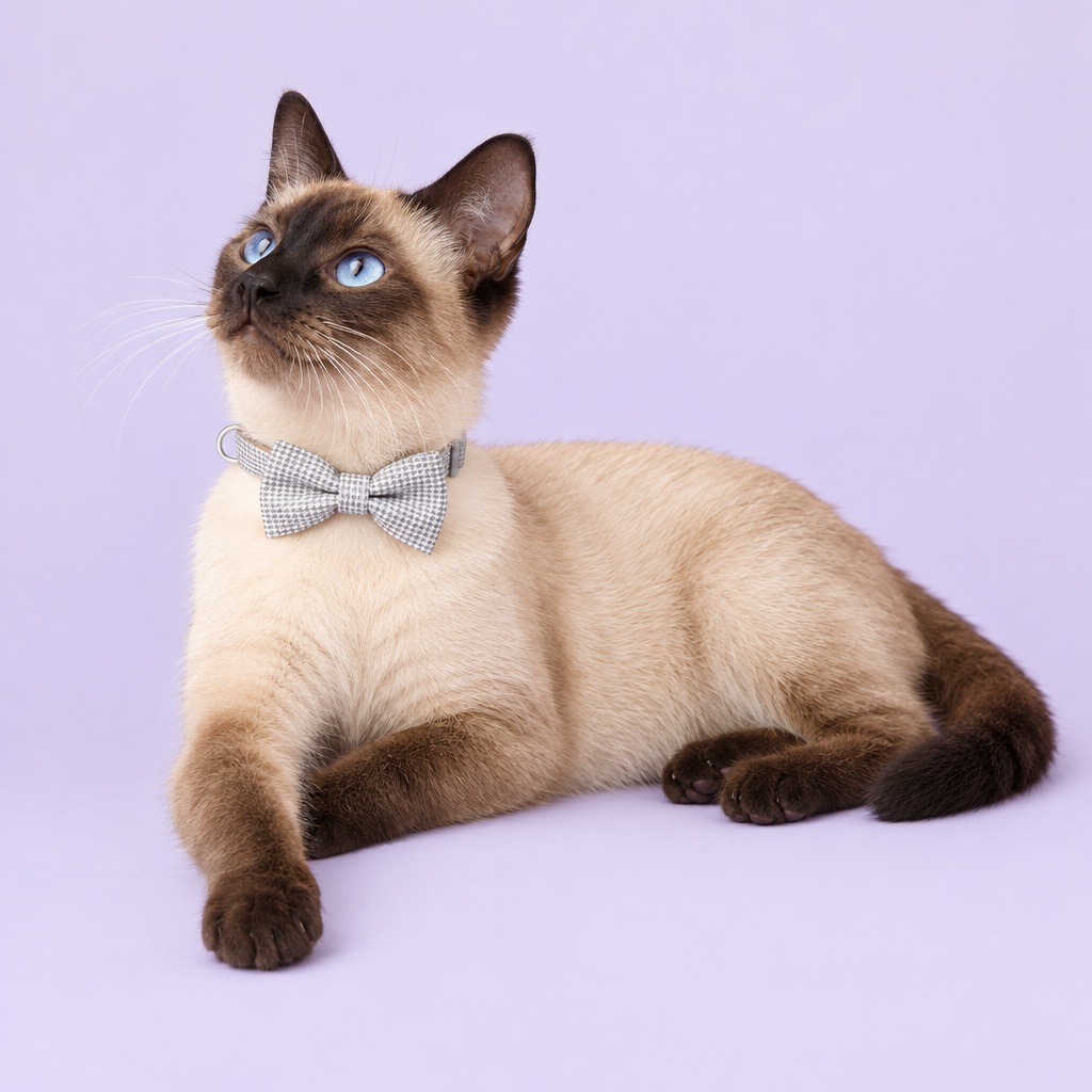 Siamese cat reclining