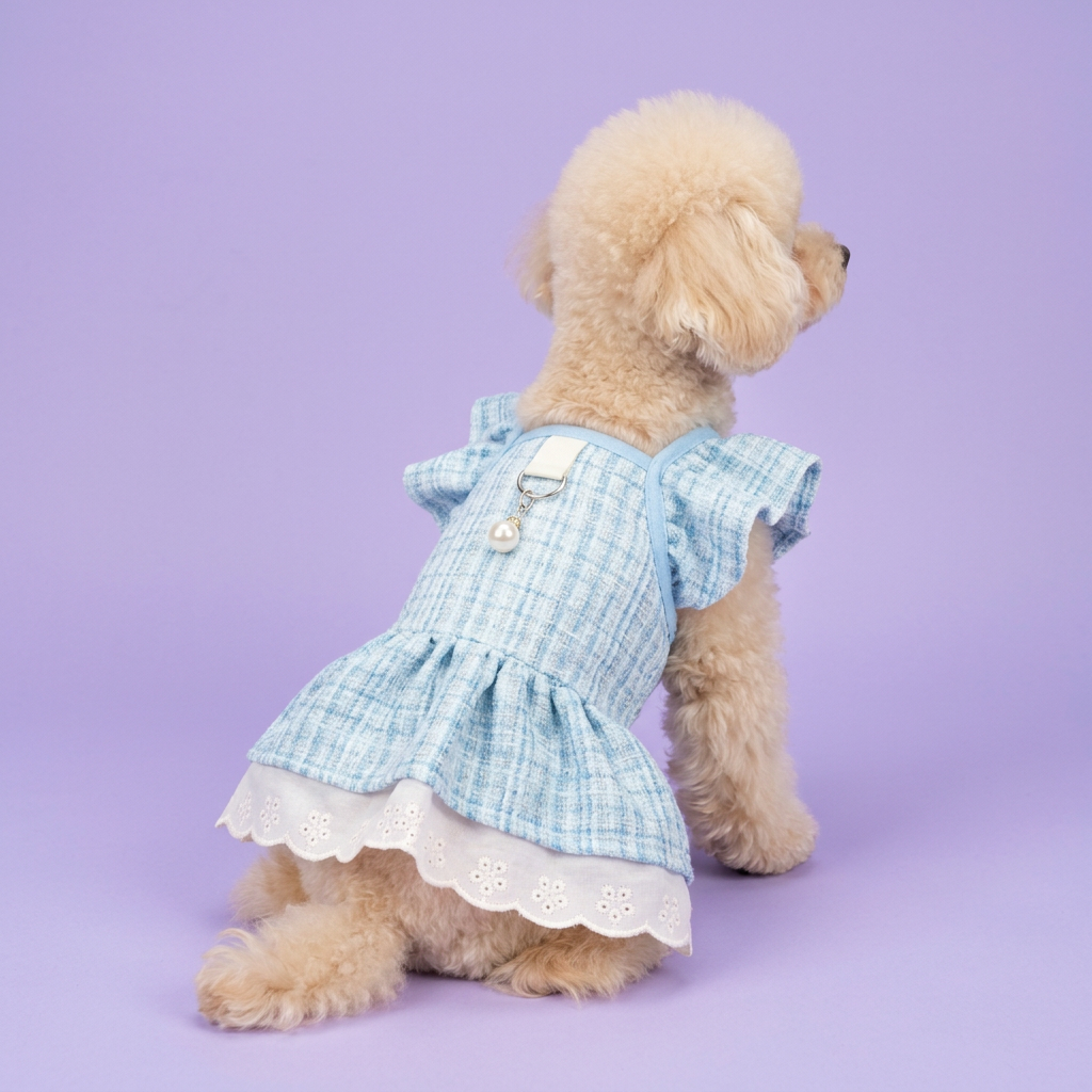 Side-sitting poodle in the blue dress without a bow
