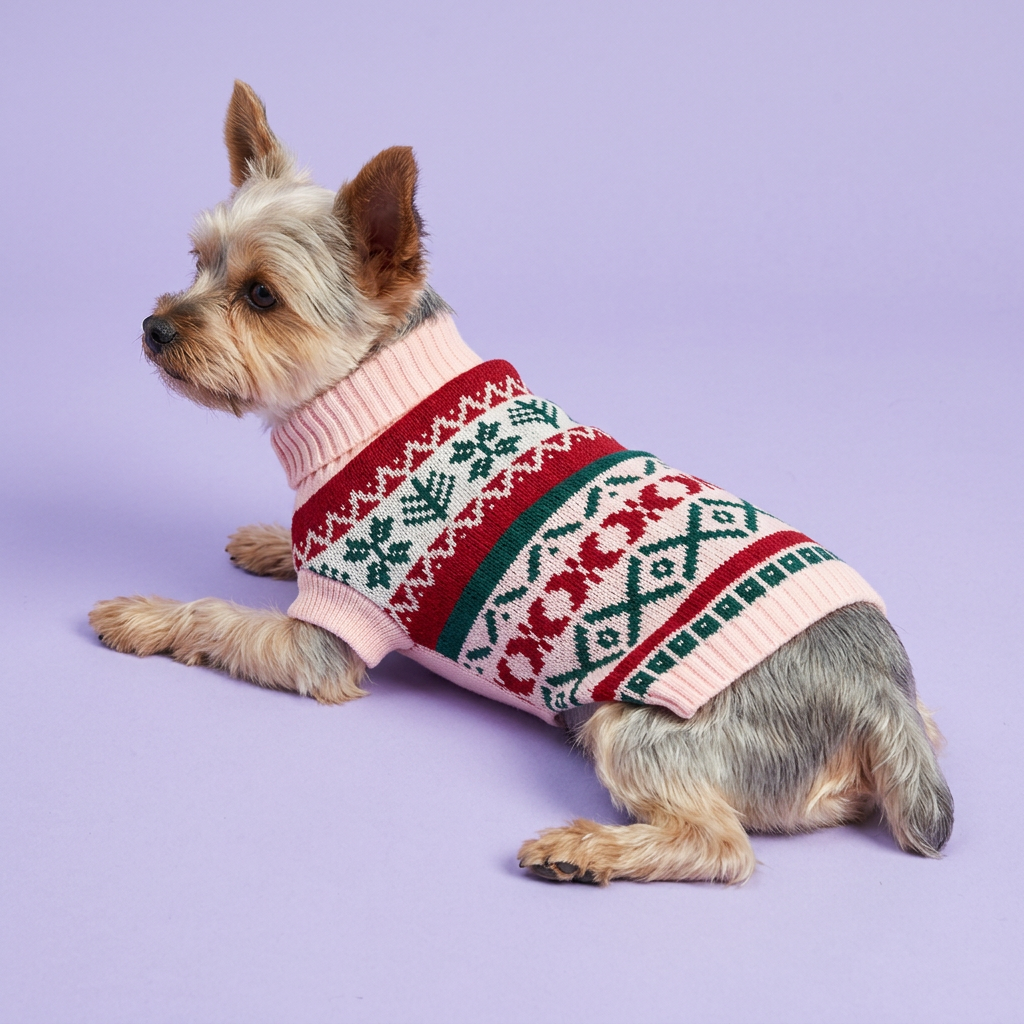 Silver-and-tan Yorkie reclining in the pink-trimmed sweater