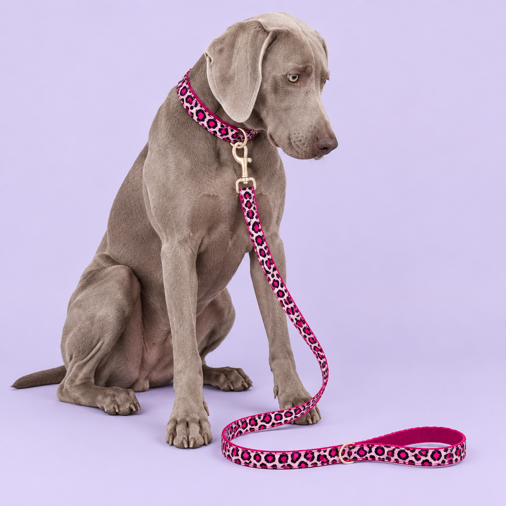 Silver Weimaraner with pink leopard collar and leash