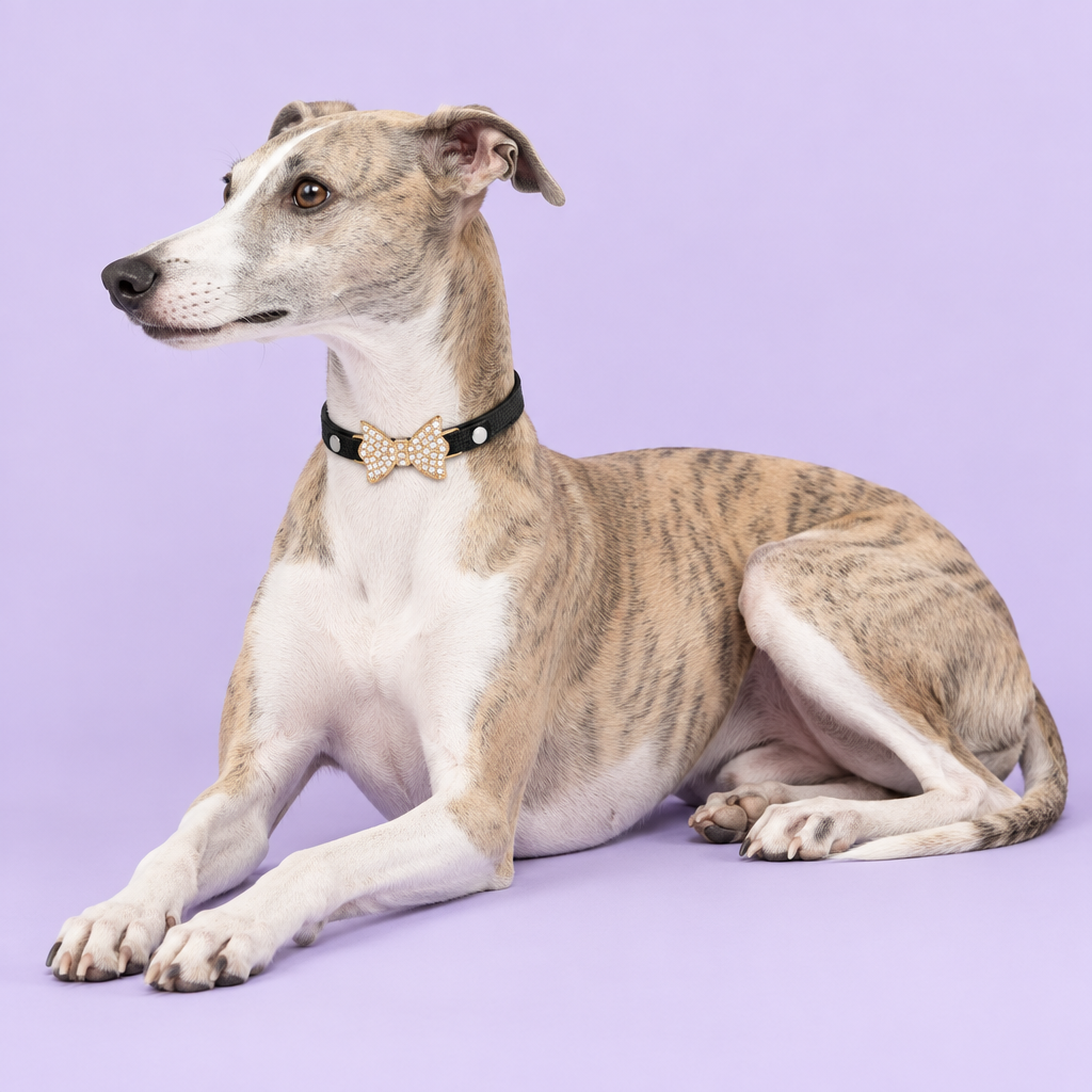 Slender whippet resting