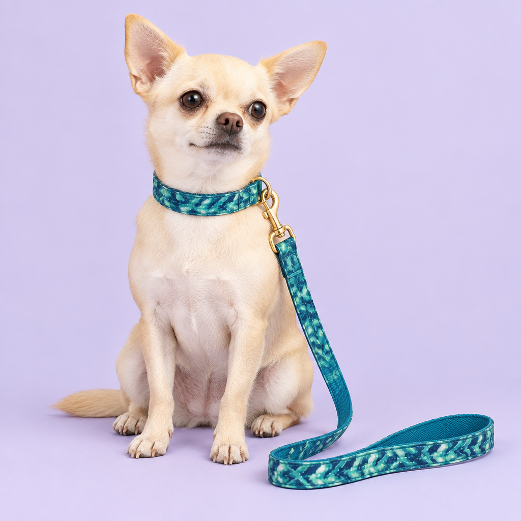 Small Chihuahua in the teal collar and leash set