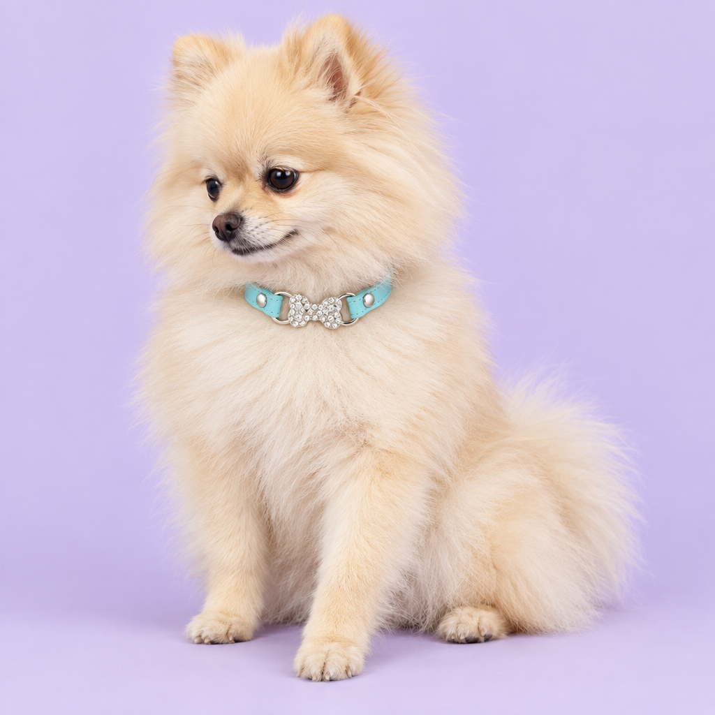 Small cream Pomeranian seated with a lowered side gaze