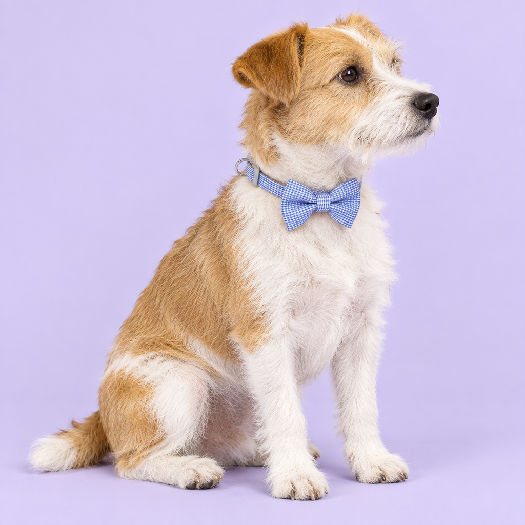 Small terrier looking to the side