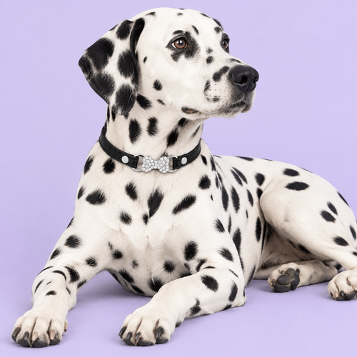 Spotted Dalmatian with black collar