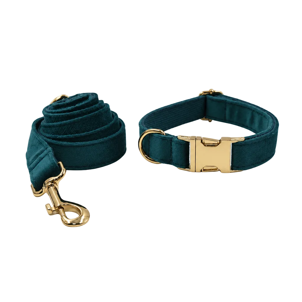 Square teal collar and leash photo