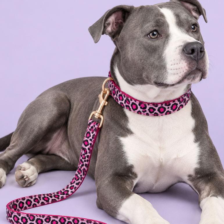 Staffy lounging with pink leopard-print collar and leash