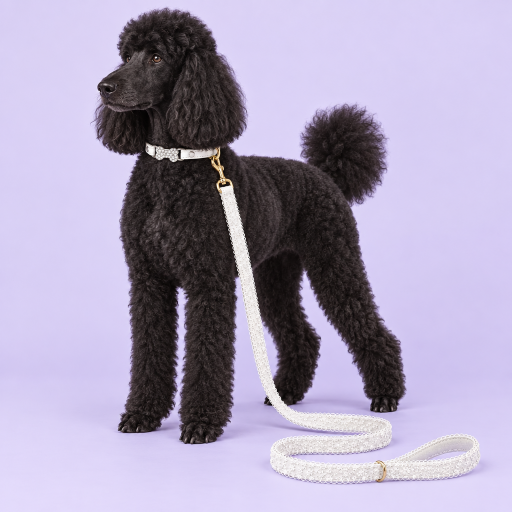 Standard poodle with ivory bow collar and white lace leash