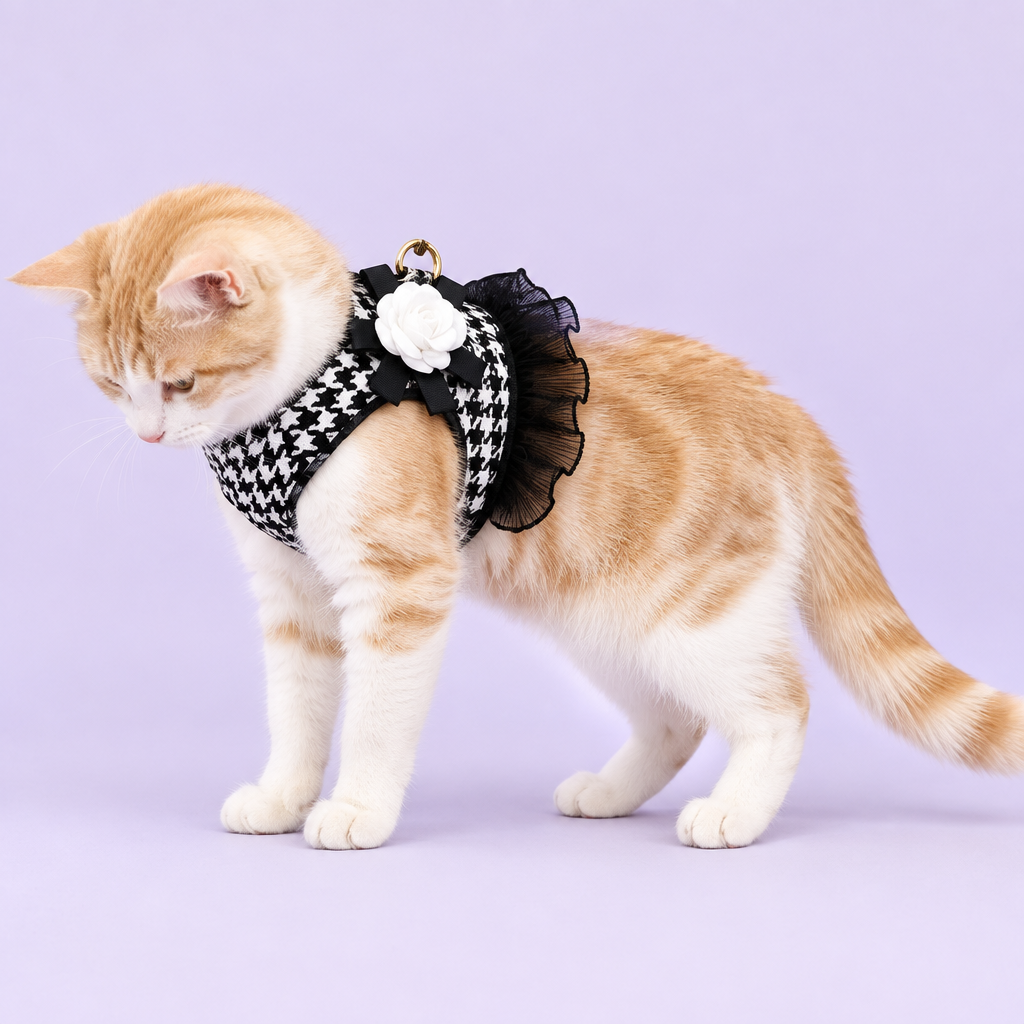 Tabby wearing harness without leash