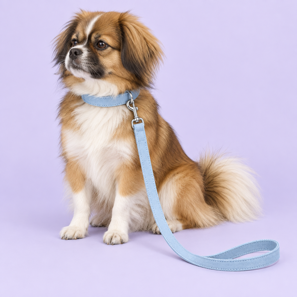 Tibetan spaniel wearing light blue suede-look collar and leash