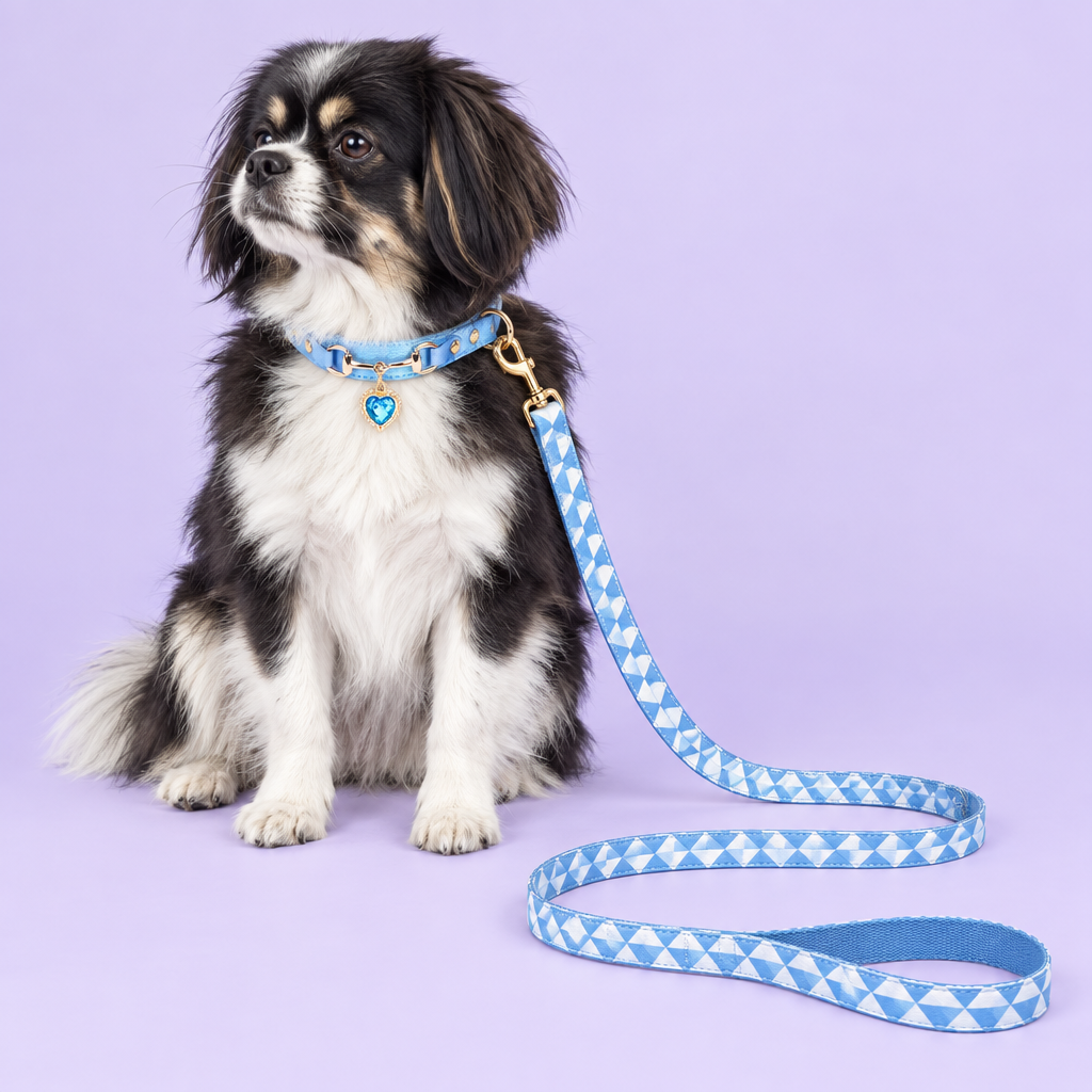 Tibetan spaniel with blue heart collar and triangle leash