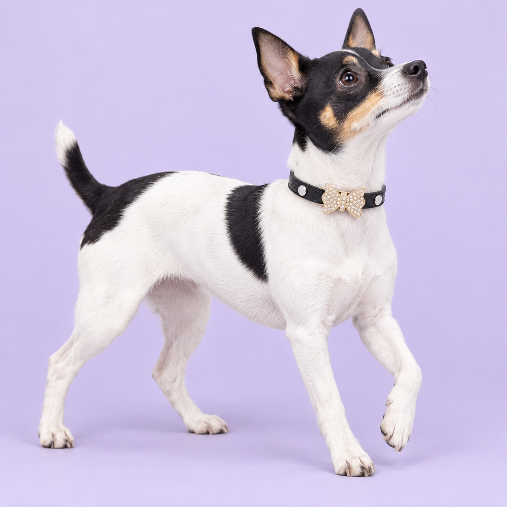 Toy Fox Terrier pausing mid-step